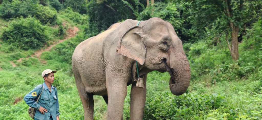 Où voir des éléphants au Laos ?