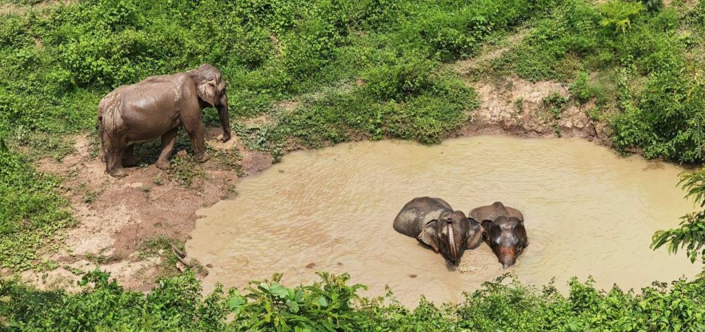 Les centres éthiques pour observer les éléphants au Laos