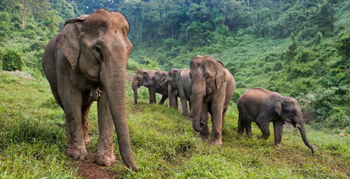 Les éléphants au Laos