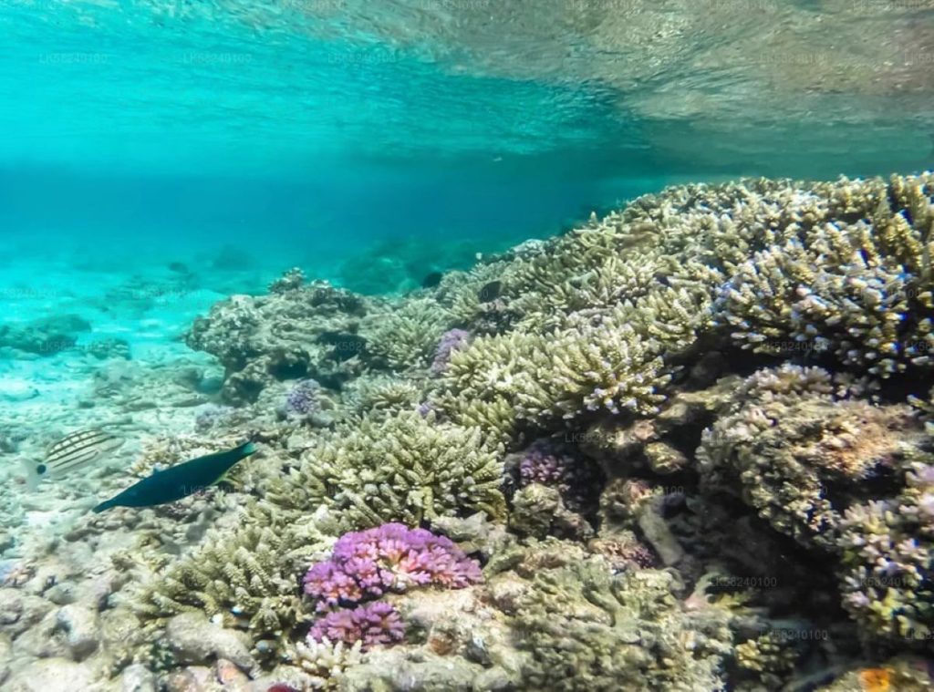 Snorkeling à Pigeon island