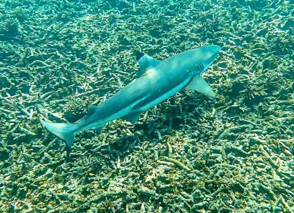Requins à pigeon island au Sri Lanka