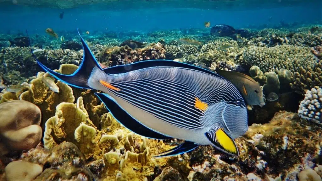 Les poissons au Sri Lanka