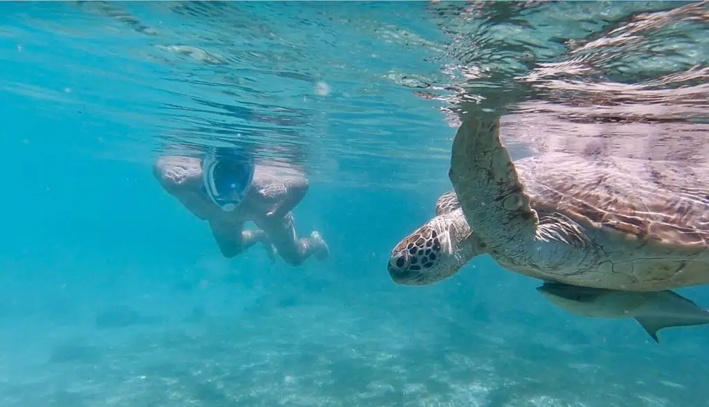 Le snorkeling à Ceylan