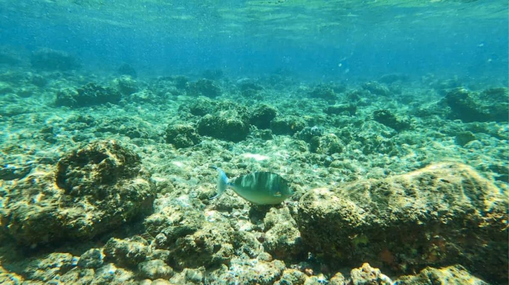 Les fonds marins au Sri Lanka