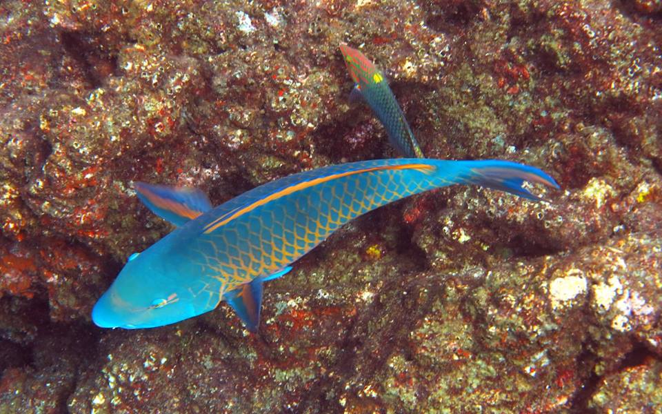 Les fonds marins au Sri Lanka
