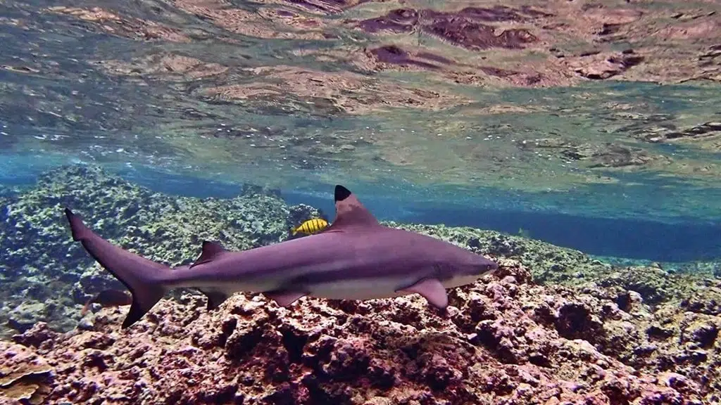 Requin à pointe noire au Sri Lanka