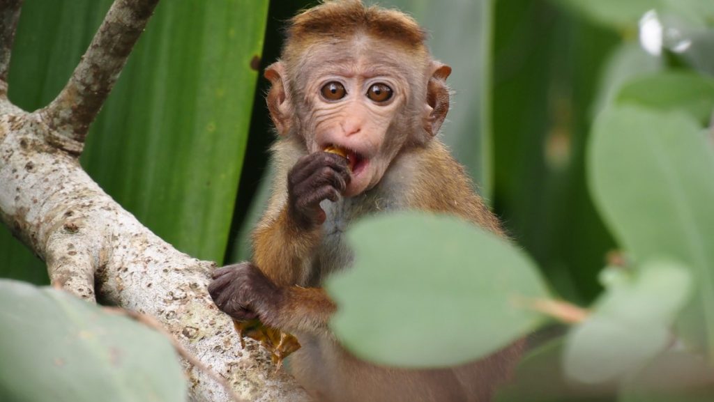 Les singes au Sri Lanka