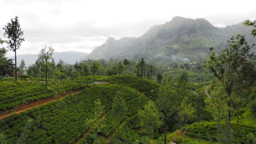 plantations de thé sri lanka