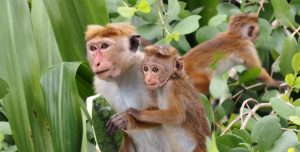 Que faire au Sri Lanka ? Découvrez tous les secrets de l'île