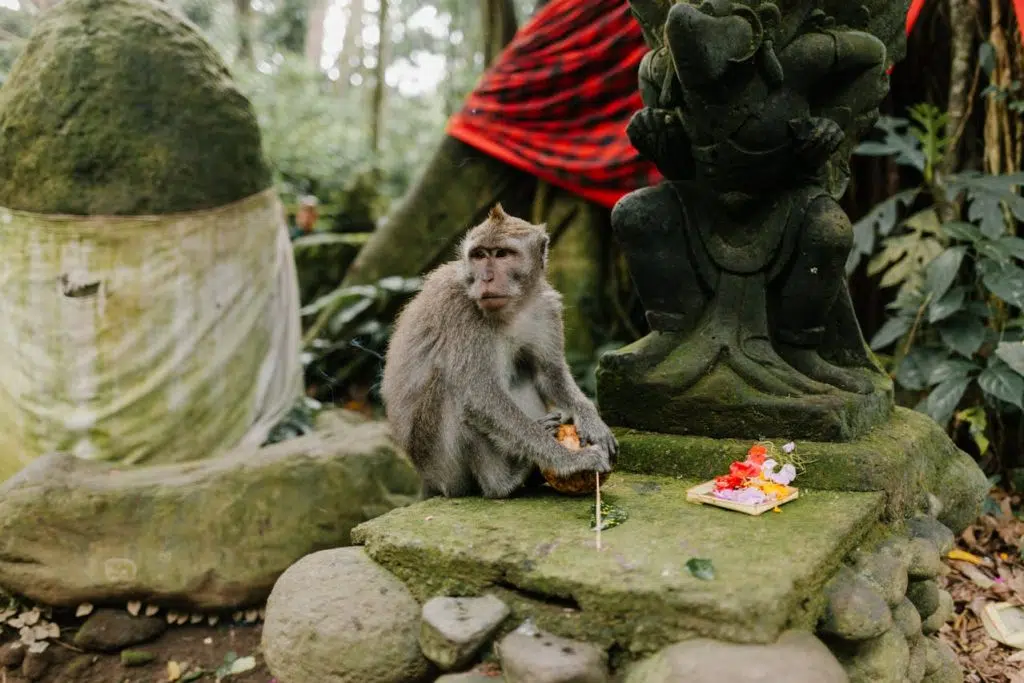 La monkey forest à Ubud