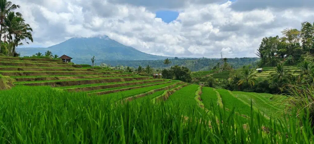 Que faire à Ubud ?