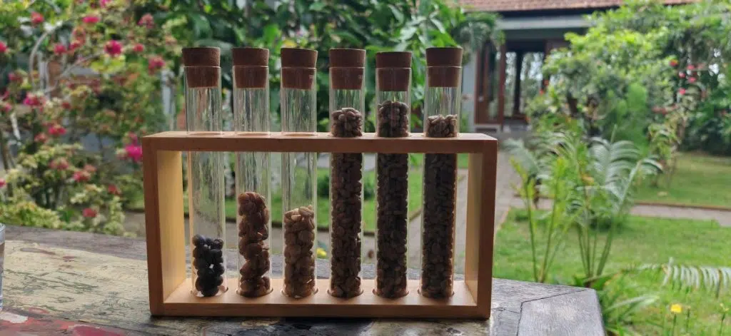 Les différents cafés cultivés à Ubud