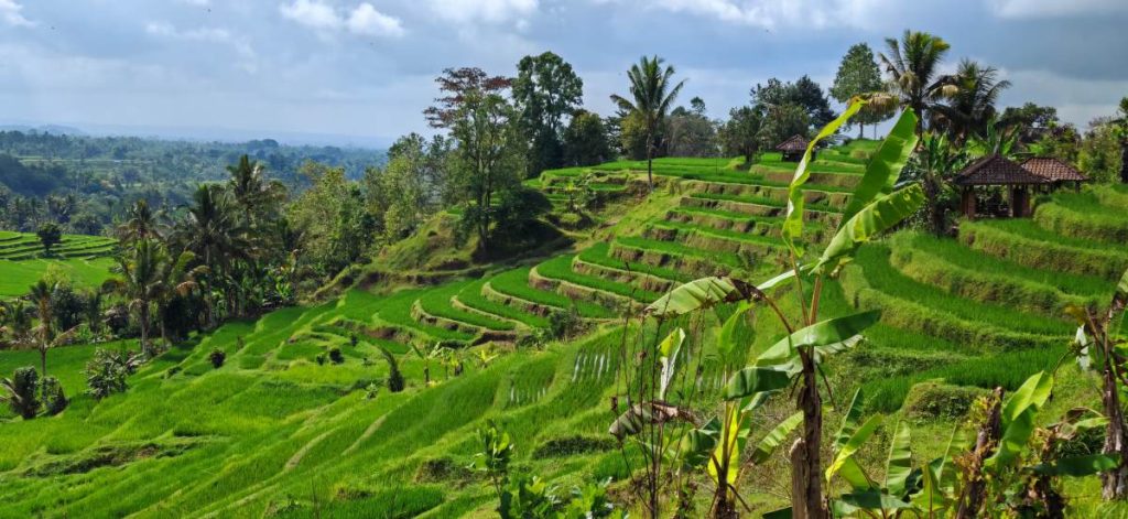 Rizières Bali