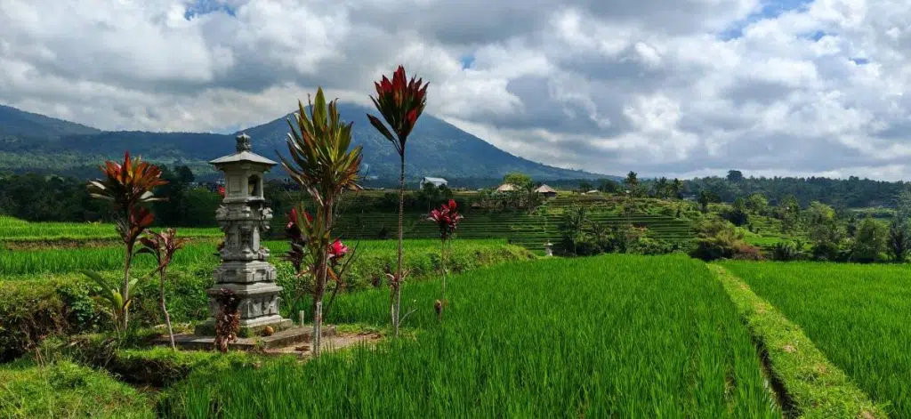 Les rizières d'Ubud