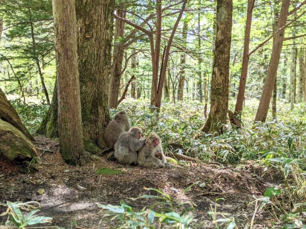 singes au japon