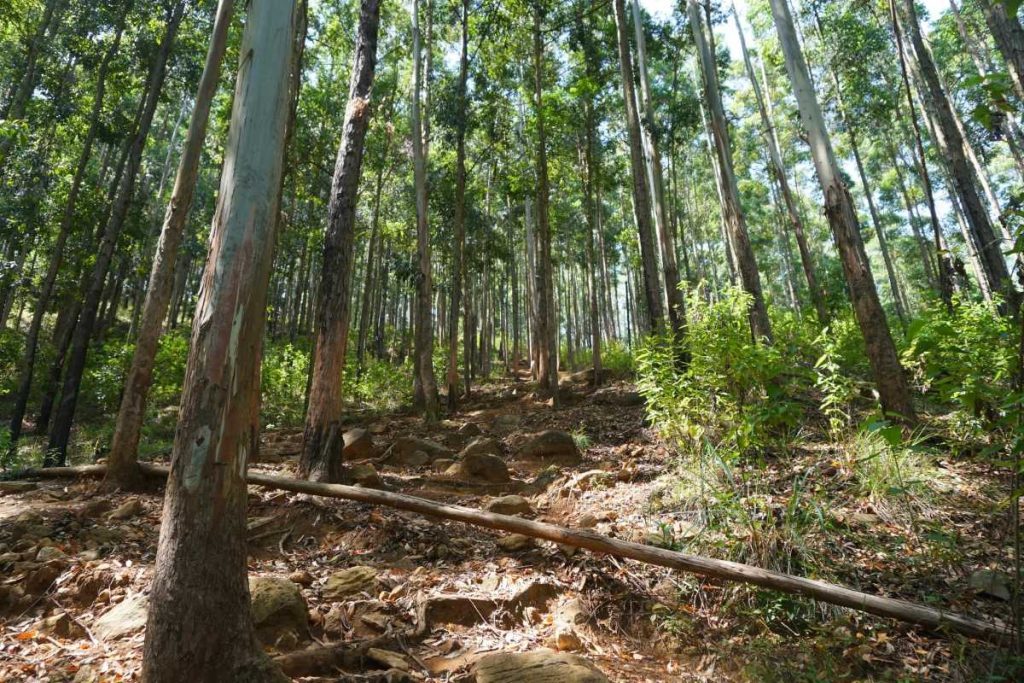 La foret d'Ella Rock au Sri Lanka