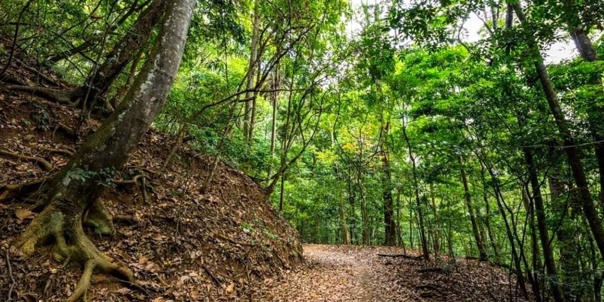 La forêt royale de Kandy au Sri Lanka