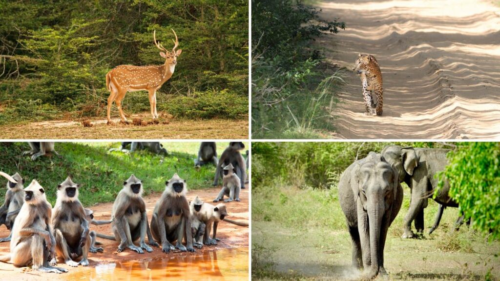 Fêter noël au sri lanka et découvrez une faune exceptionnelle