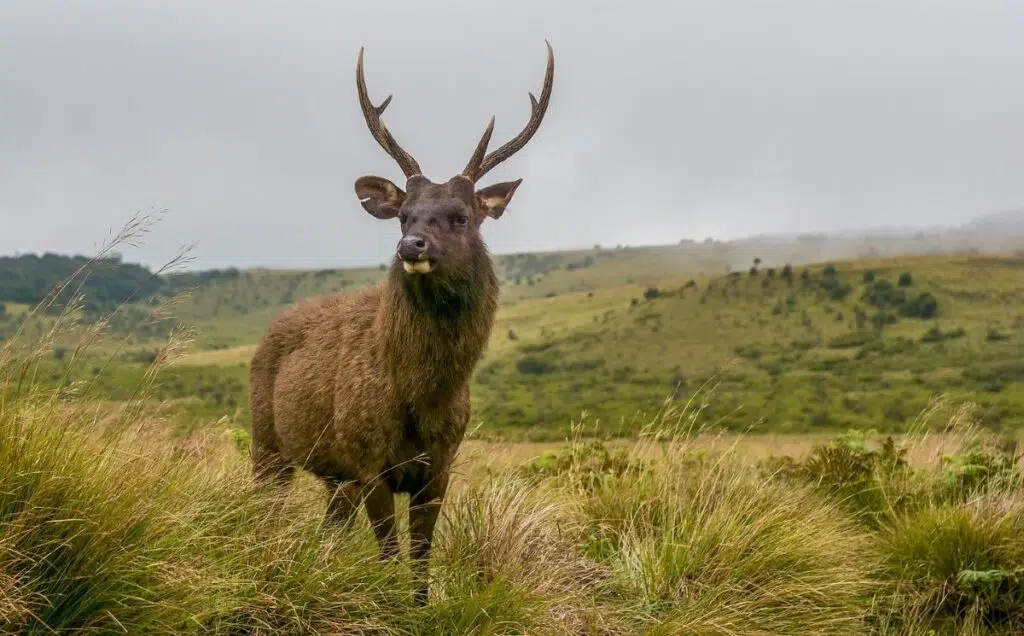 Les cerfs à hortons plains au Sri Lanka